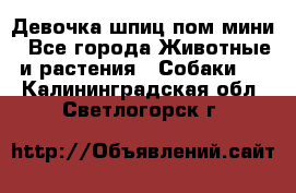 Девочка шпиц пом мини - Все города Животные и растения » Собаки   . Калининградская обл.,Светлогорск г.